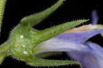 Pale spike lobelia